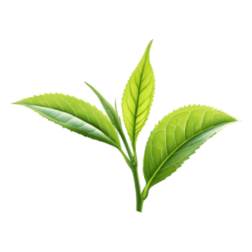 Tea leaf
